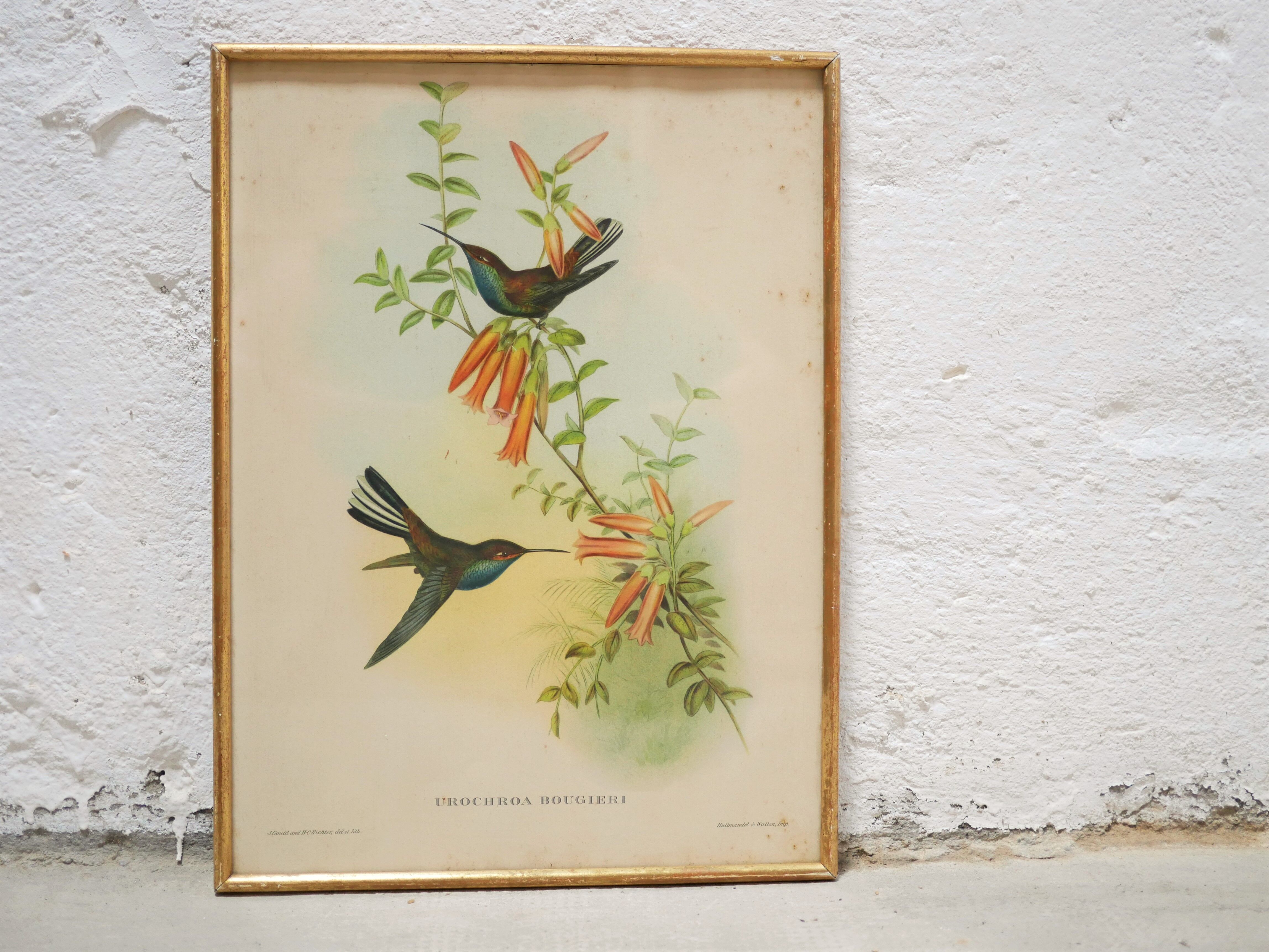 Vintage bird lithograph by J. Gould and H-C Richter