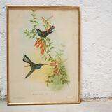 Vintage bird lithograph by J. Gould and H-C Richter