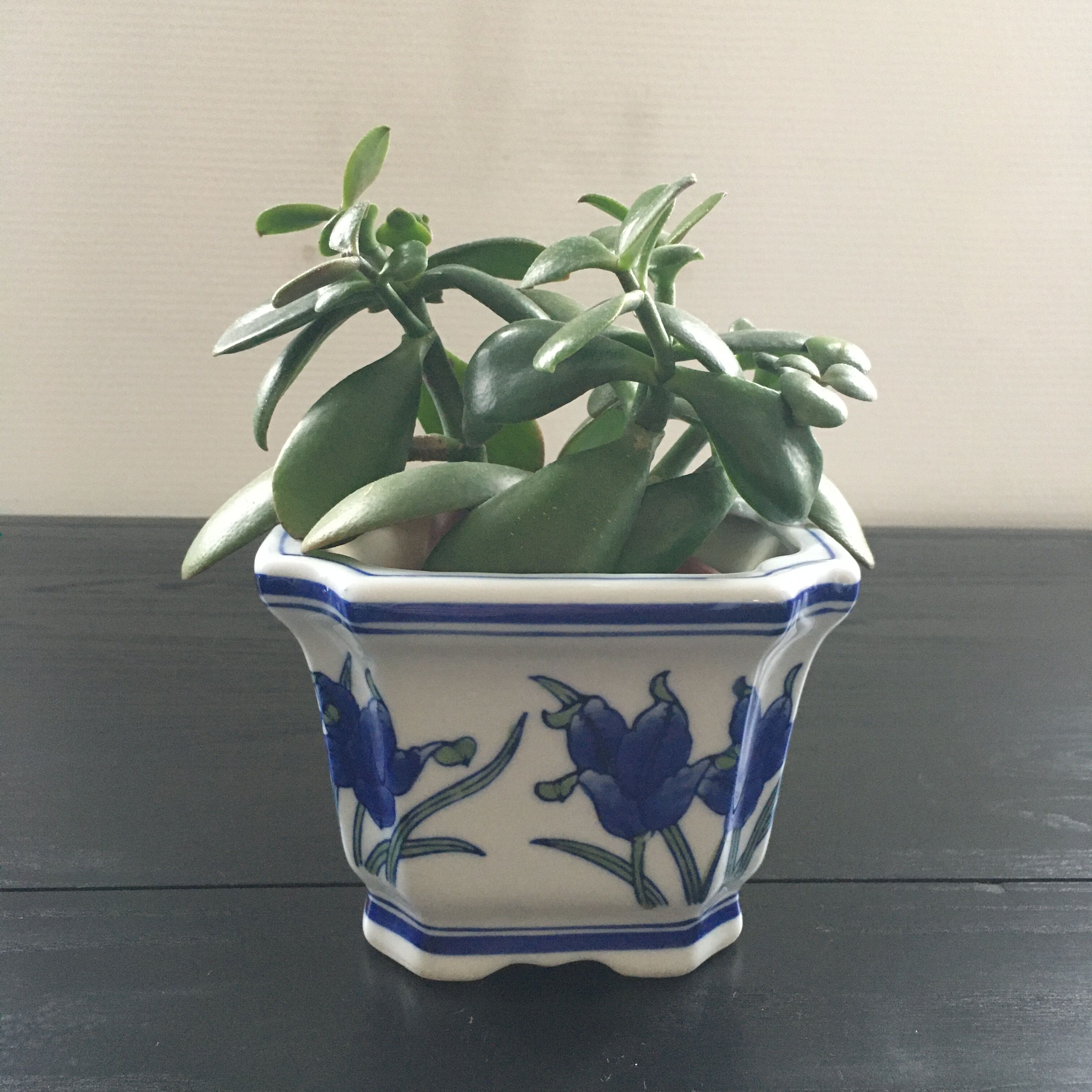 Blue iris pot cache.