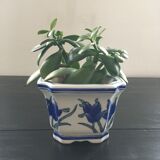 Blue iris flowerpot