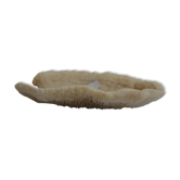 Corail champignon (corail fungia)