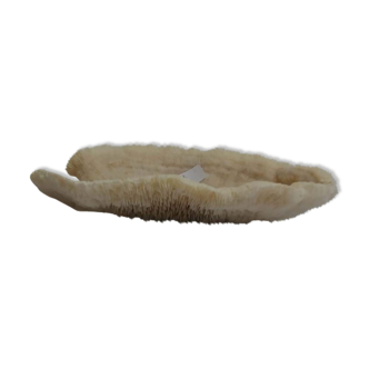 Mushroom coral (corail fungia)