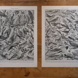 Original lithographs of farmyard birds and birds of paradise