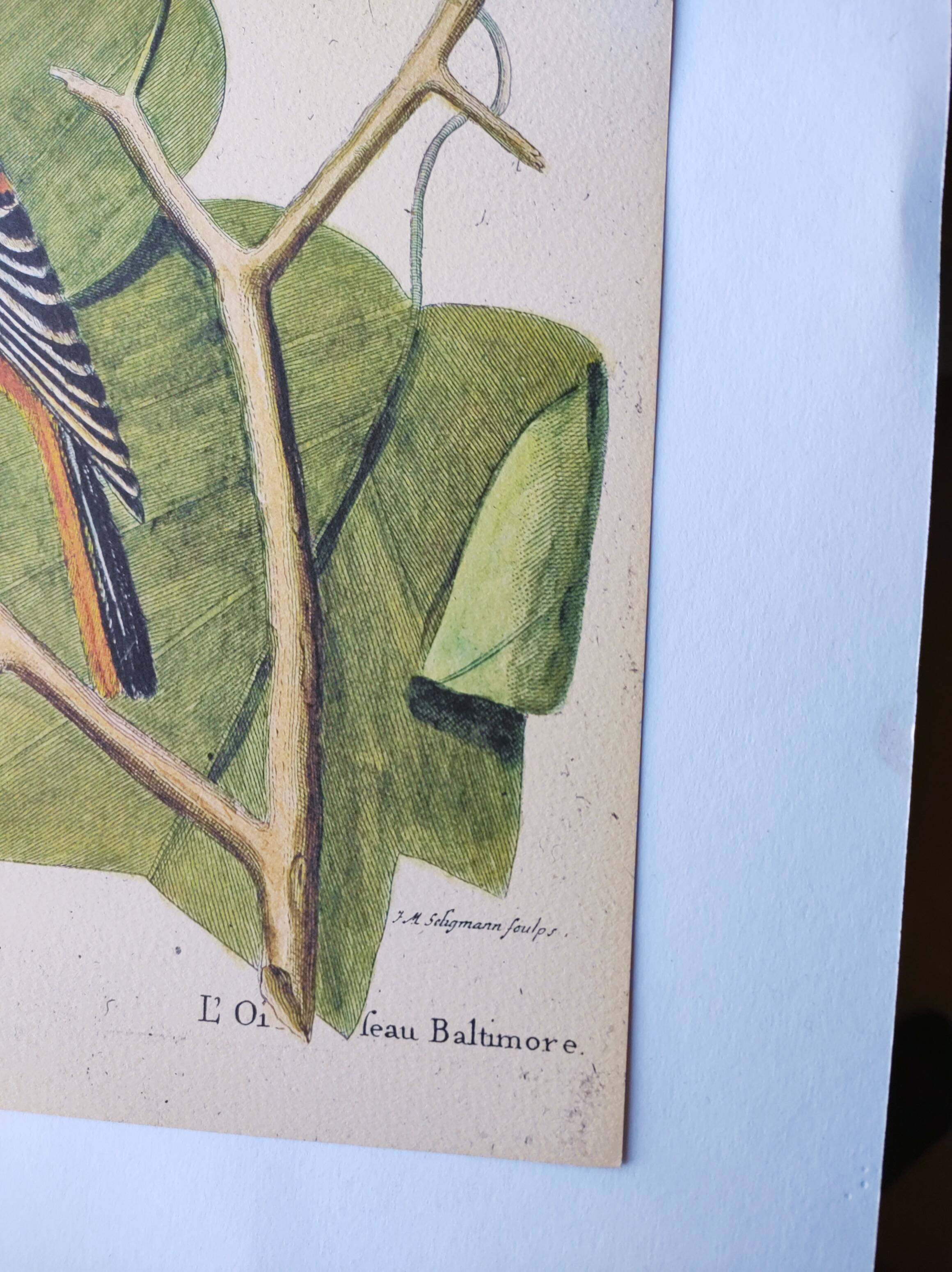 Antique bird engraving - Baltimore bird - Zoological plate by Seligmann & Catesby