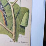 Gravure ancienne oiseau -Oiseau Baltimore- Planche zoologique de Seligmann & Catesby