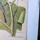 Antique bird engraving - Baltimore bird - Zoological plate by Seligmann & Catesby