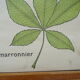 Set of 10 Rossignol posters on plants with frame