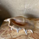 Vide poche coquillage