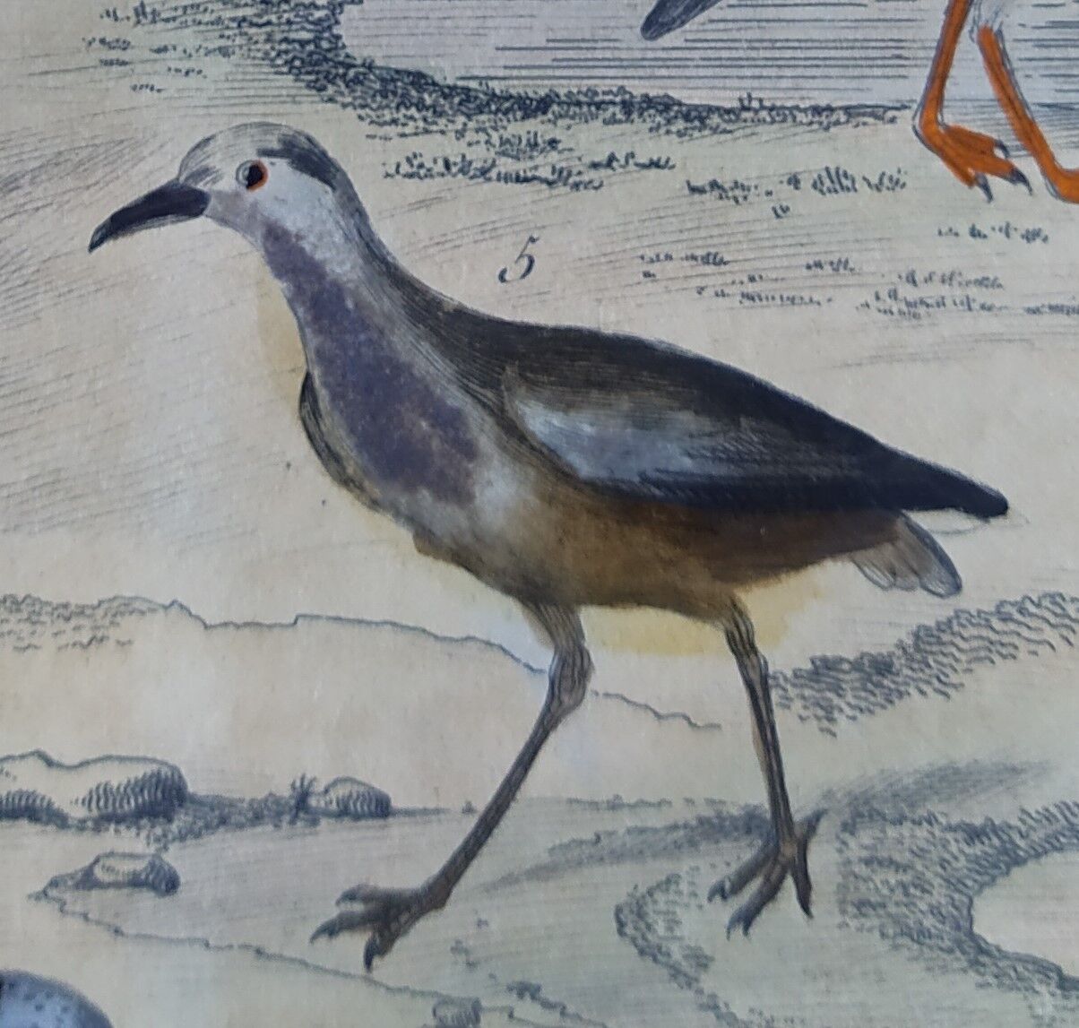 Original ornithological plate " Golden plover & with collar - Echasse - &c... " Buffon (1837)