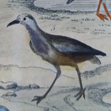 Original ornithological plate " Golden plover & with collar - Echasse - &c... " Buffon (1837)