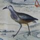 Planche ornithologique originale " Pluvier doré & à collier - Echasse - &c... " Buffon 1837