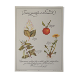 Stimulating aperitif tisane botanical board