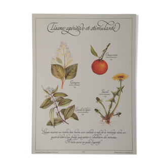 Planche botanique tisane apéritive stimulante
