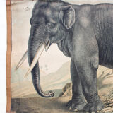Elephant educational poster, 1891