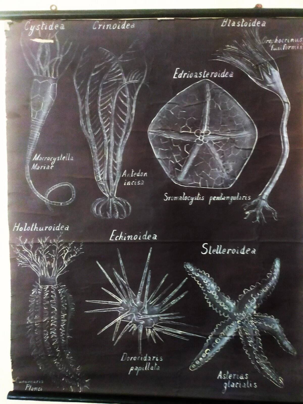 Rare educational grand tableau hand-drawn of extinct echinoderms, 19th century.