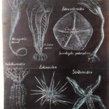 Rare educational grand tableau hand-drawn of extinct echinoderms, 19th century.