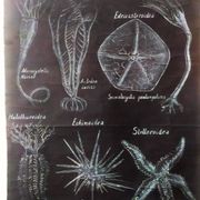 Rare educational grand tableau hand-drawn of extinct echinoderms, 19th century.
