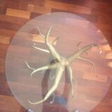 Table basse verre pied baobab