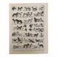 Lithographie gravure sur les chiens - 1900