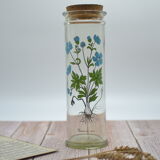 Ancient botanical jar Ranunculus Acris