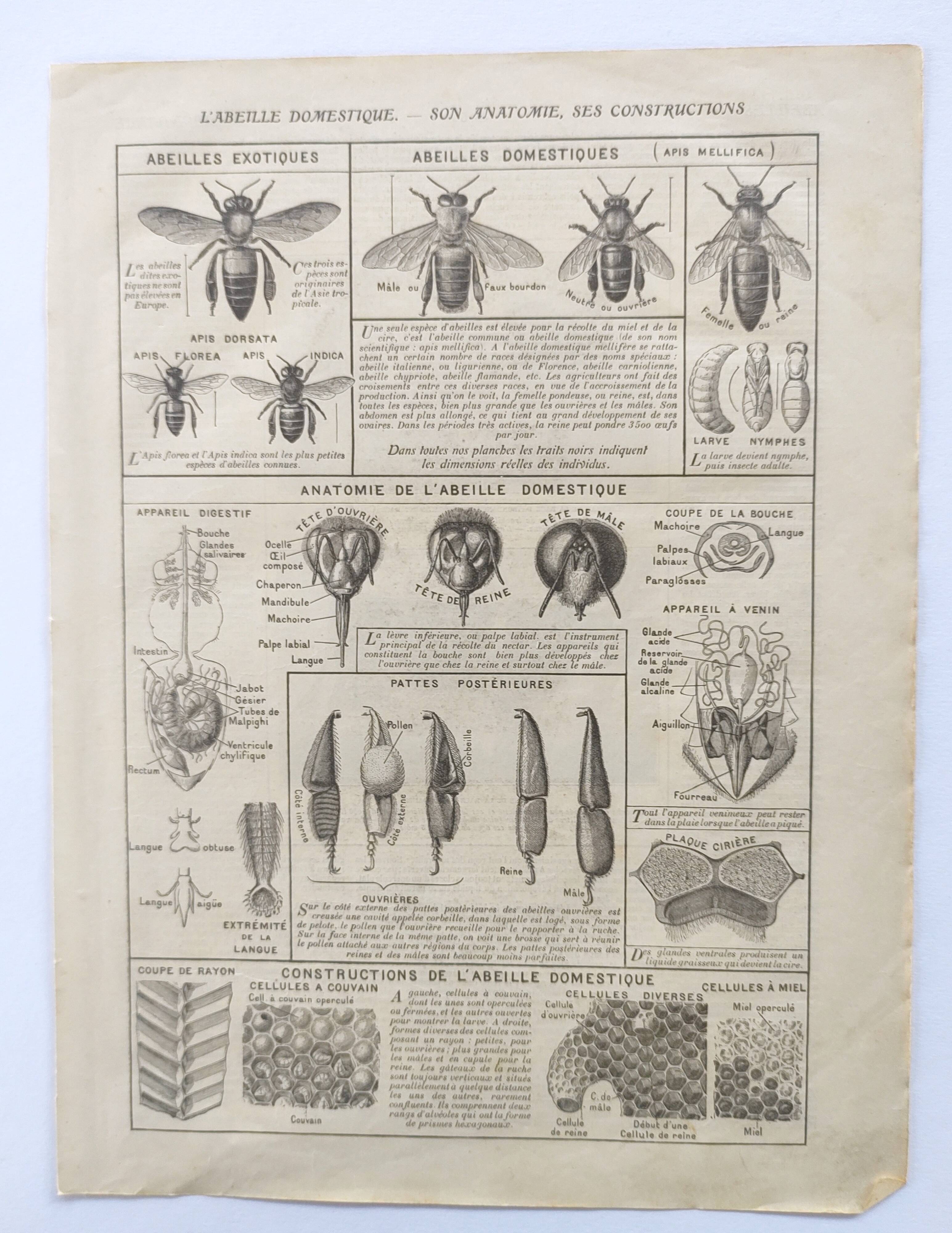Old engraving • Domestic bee • Original plate from 1920