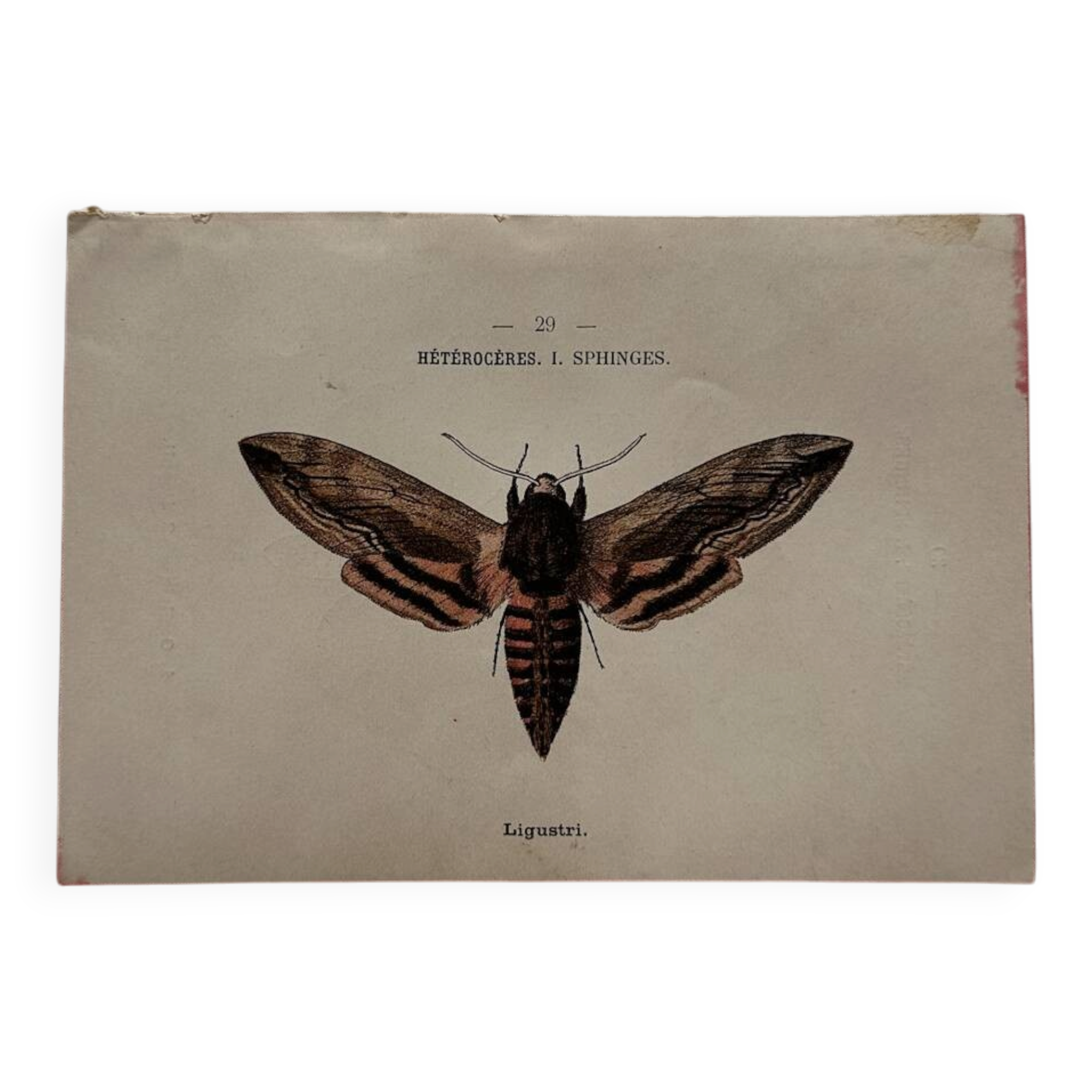 Gravure naturaliste  Papillon 19eme affiche botanique originale 1800