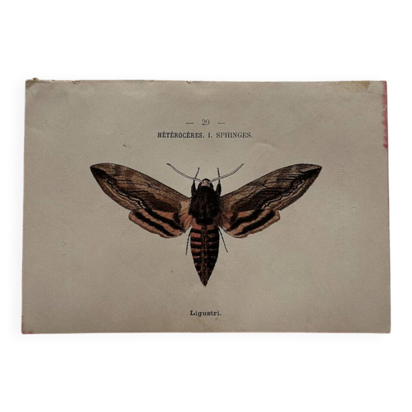 Gravure naturaliste  Papillon 19eme affiche botanique originale 1800