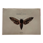 Naturalist engraving Butterfly 19th-century original botanical poster 1800