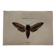 Gravure naturaliste  Papillon 19eme affiche botanique originale 1800