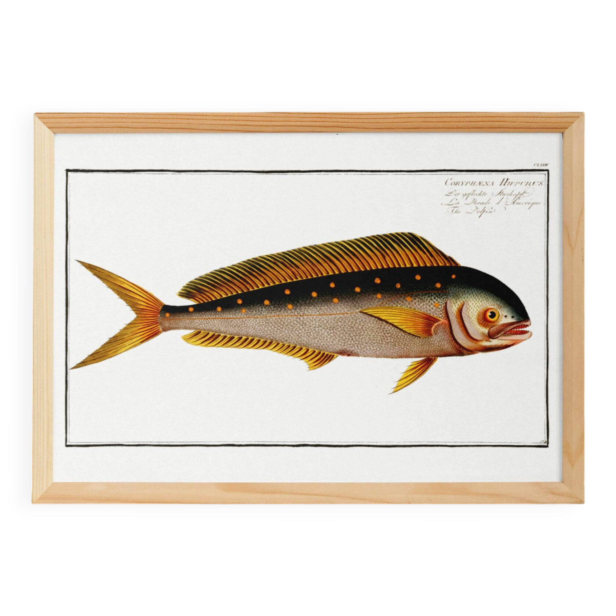 Poster on the mahi-mahi, fish, based on an old engraving.