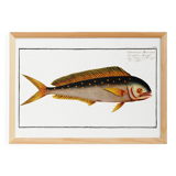 Poster on the mahi-mahi, fish, based on an old engraving.