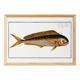 Poster on the mahi-mahi, fish, based on an old engraving.