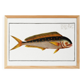 Poster on the mahi-mahi, fish, based on an old engraving.