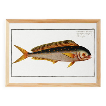 Affiche sur la dorade coryphène, poisson, d’après une gravure ancienne