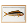 Poster on the mahi-mahi, fish, based on an old engraving.