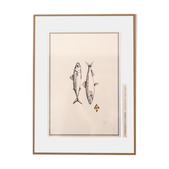 "Mackerel and Sardine"