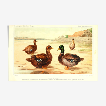 Illustration ducks