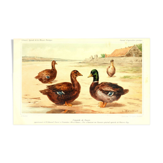 Illustration ducks