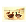 Illustration ducks