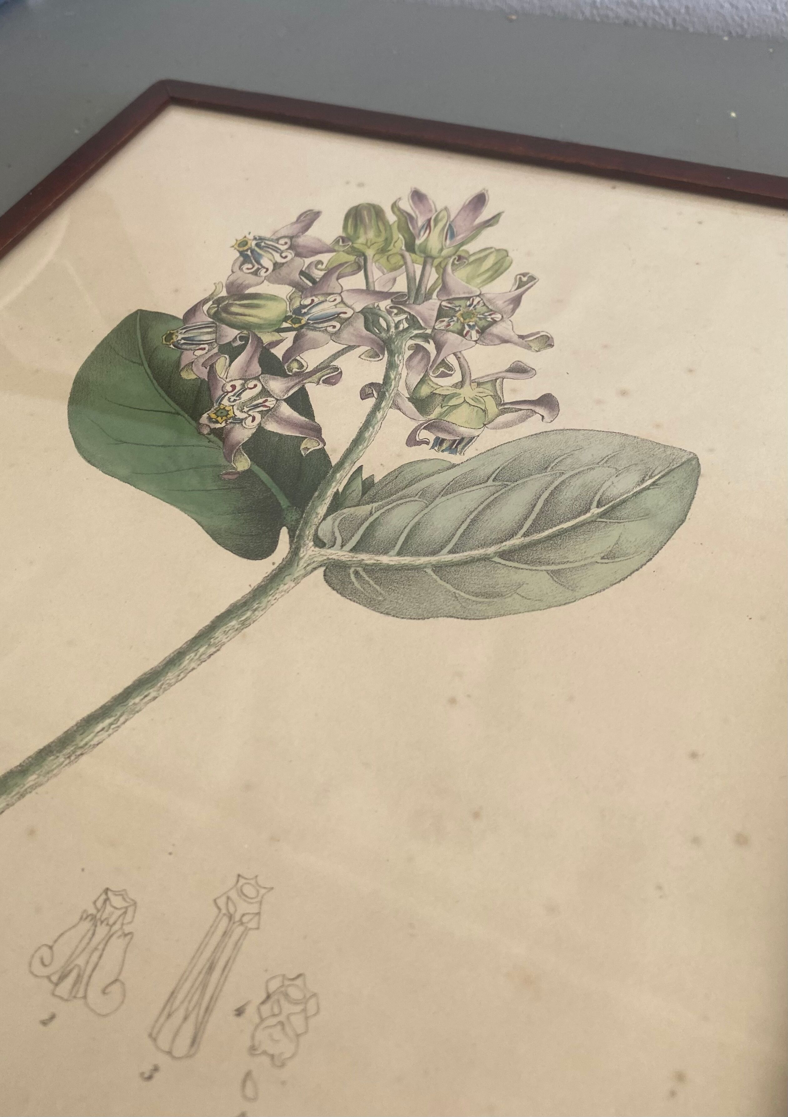 Botanical board, glazed wood frame