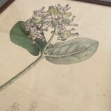 Botanical board, glazed wood frame