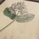 Botanical board, glazed wood frame