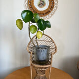 Emmanuelle vintage rattan plant holder