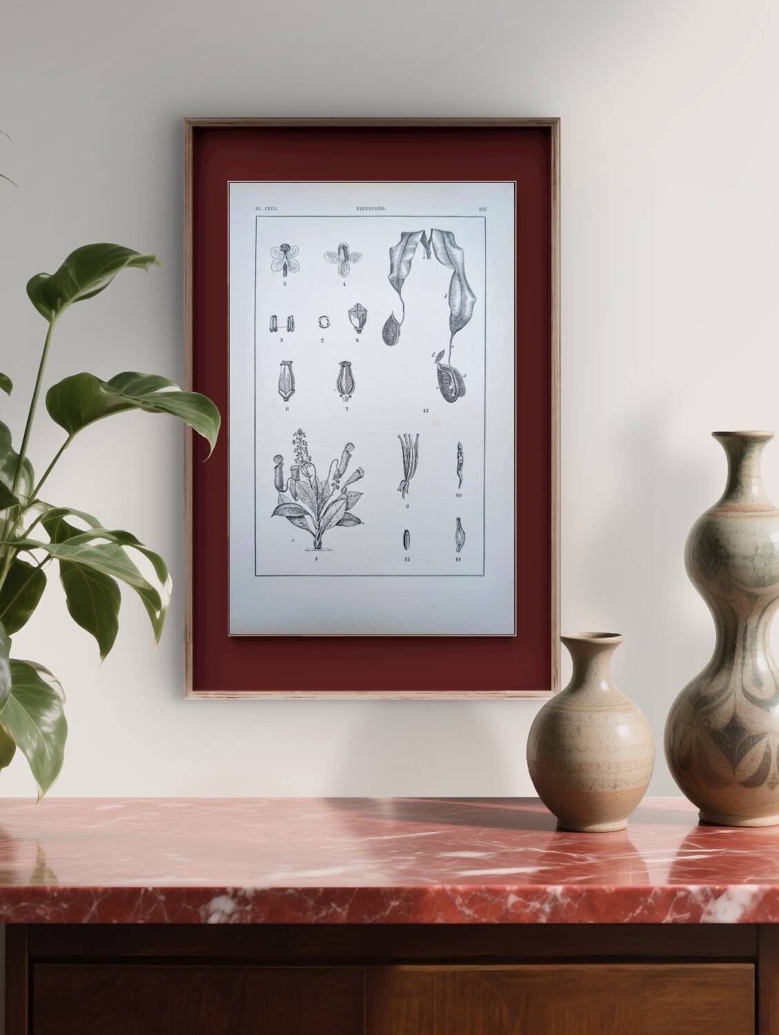 Printed in 1889, the Nepenthes (carnivorous plants).