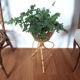 Rattan plant holder