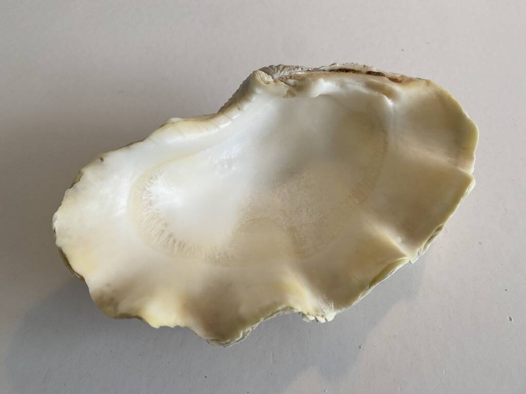 Holy water clam shell - 20x13x5 cm - Natural - 700g