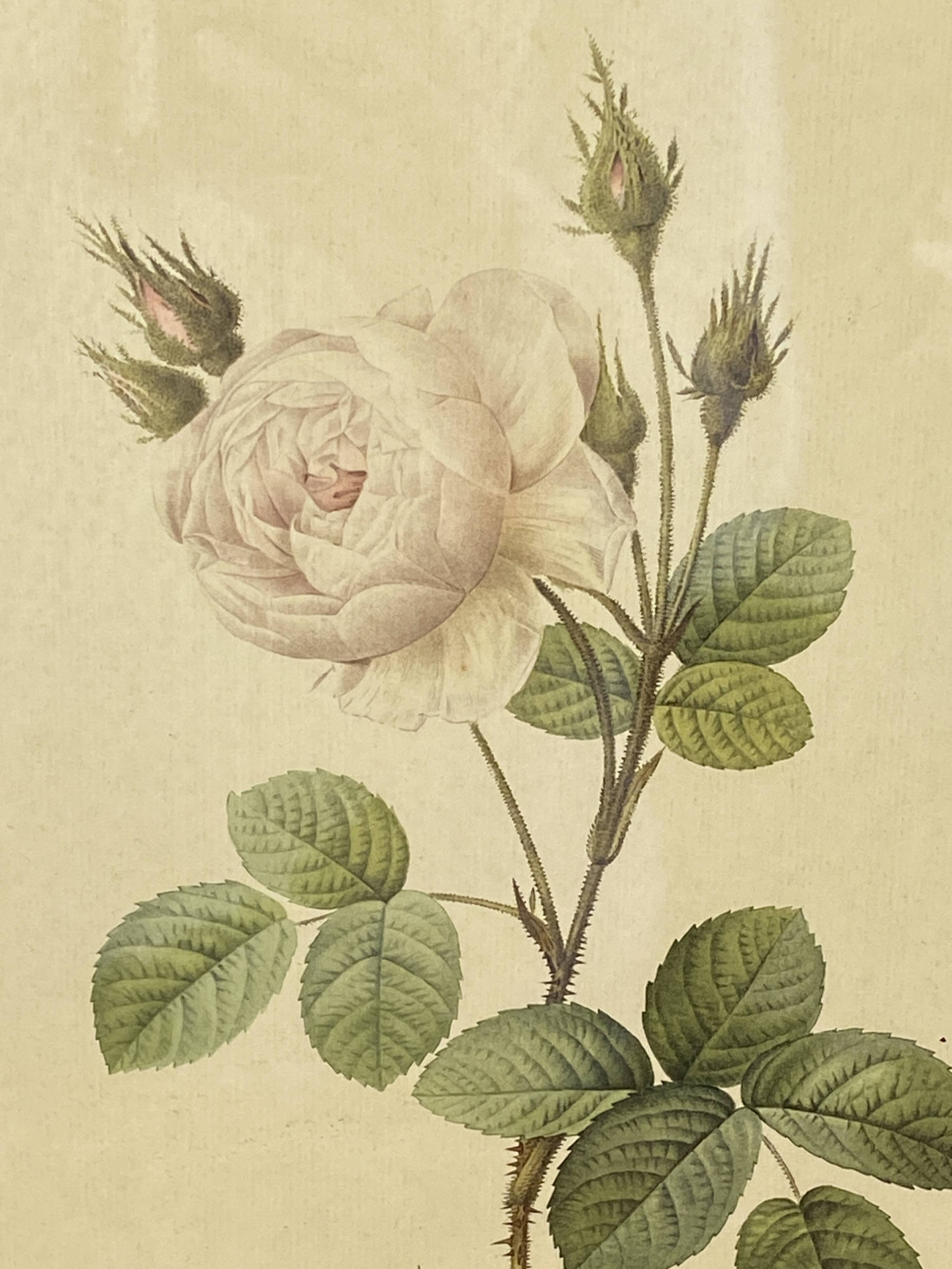 Affiche botanique, Rosier Mousseux encadrée