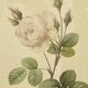Affiche botanique, Rosier Mousseux encadrée