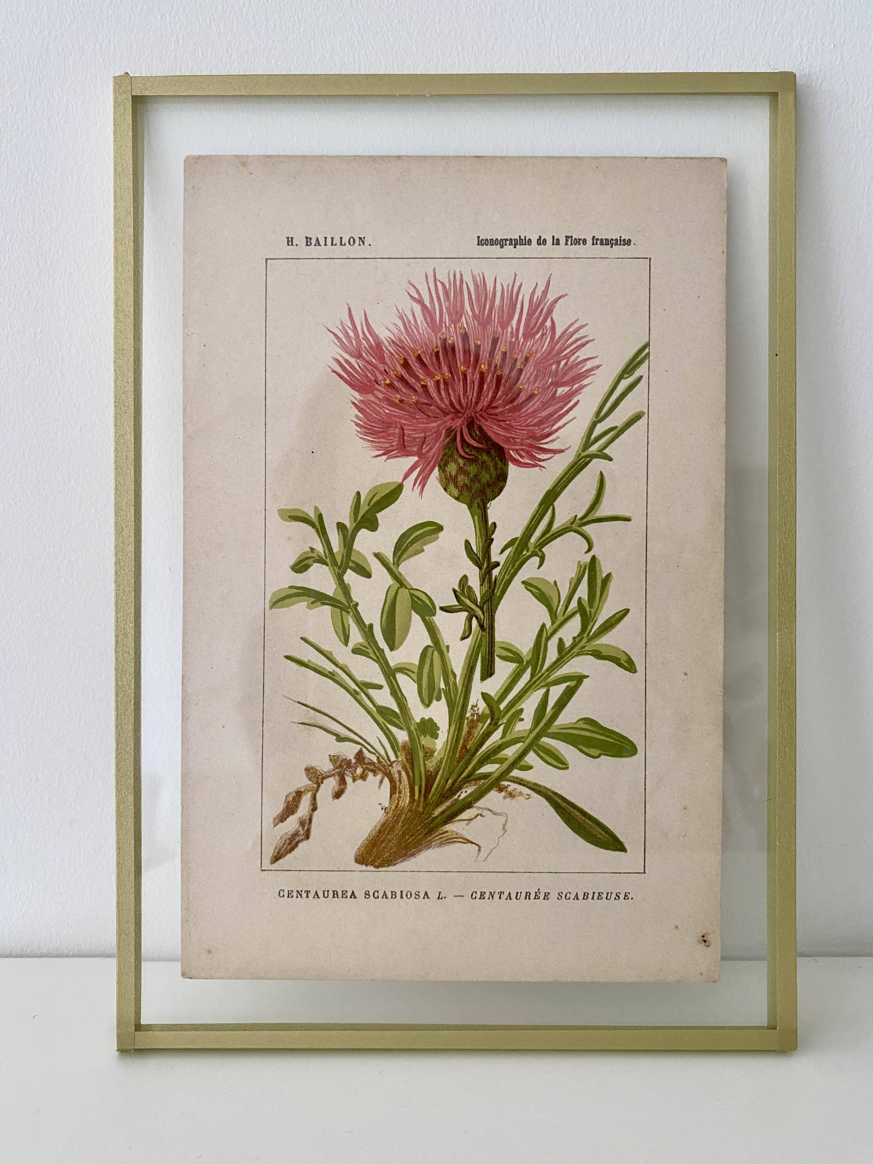 Botanical plate