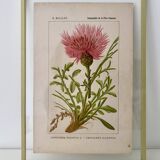 Botanical plate